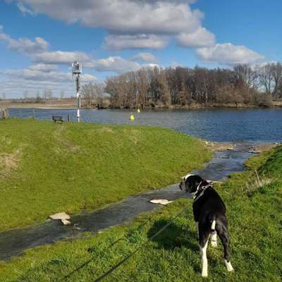 Hundetreffen-Hundebegegnungen/ Sozialverhalten trainieren-Bild