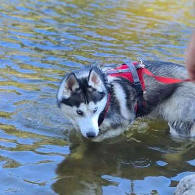 Dogorama-Monats-Challenge-Mai "Wasser"-Beitrag-Bild