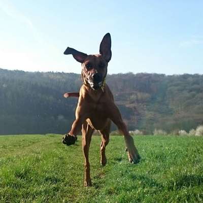Hundeschulen-Hundeschule Duke & Friends - Hundetraining mit Spaß-Bild