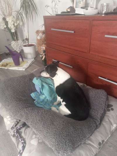 hund hat auf einmal angst im bett zu schlafen-Beitrag-Bild