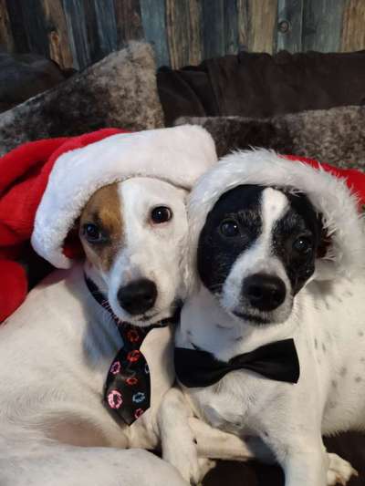 Wo sind die Jack und Parson Russell Terrier?-Beitrag-Bild