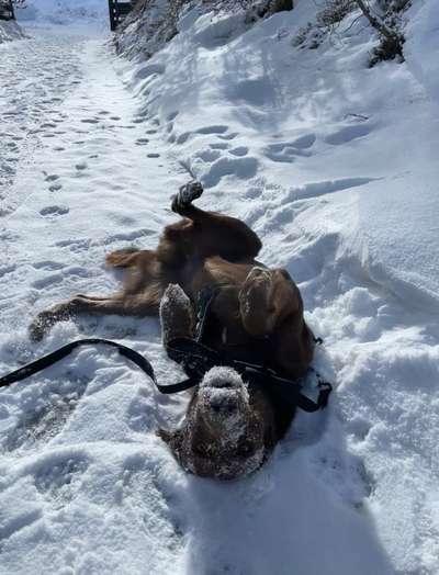 Dogorama Photo Challenge - Es wird nochmal kalt!-Beitrag-Bild