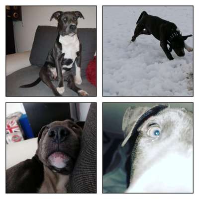 Lustigsten Grimassen von euren Hunden-Beitrag-Bild