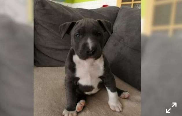 Welpen Bilder !-Beitrag-Bild