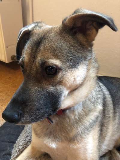 Westsibirische Laika ^~^-Beitrag-Bild