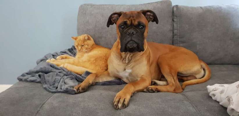 Boxer ???-Beitrag-Bild