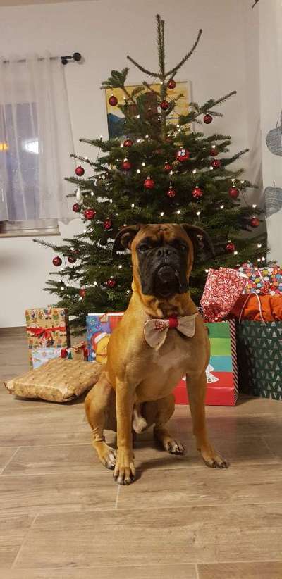 Deutsche Boxer-Beitrag-Bild