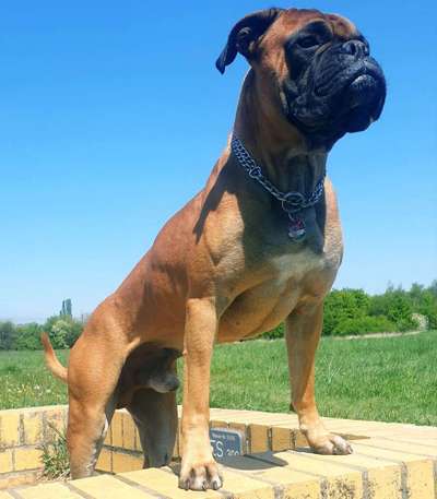 Foto's und Hundemodels-Beitrag-Bild