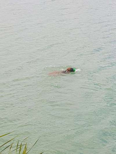 Hund zum Schwimmen bringen-Beitrag-Bild