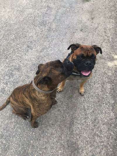 Bester Freund, Hundekumpel - zeigt her!-Beitrag-Bild