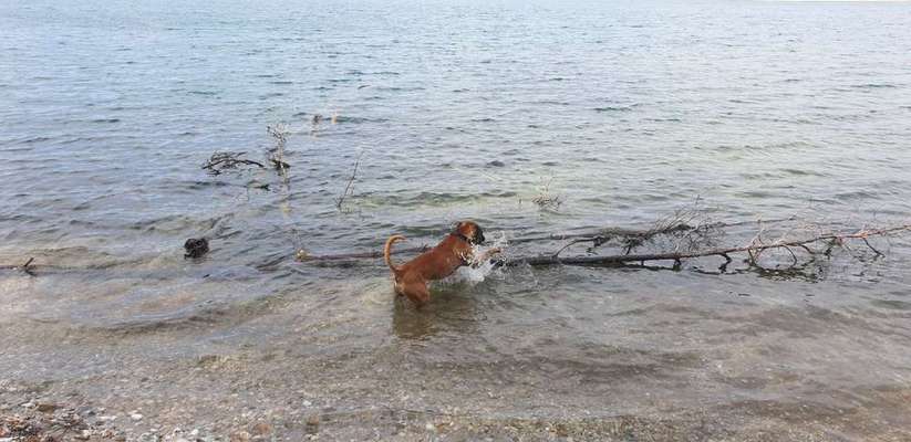 Hund zum Schwimmen bringen-Beitrag-Bild