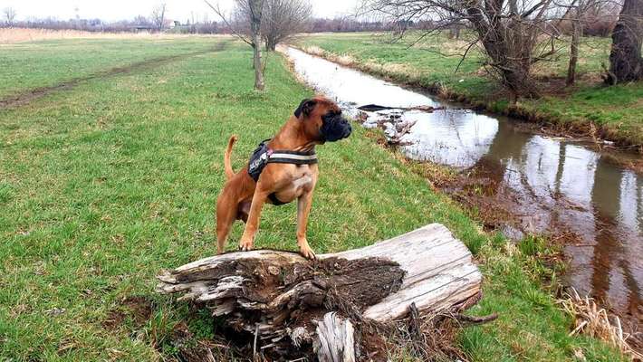 Dein Hund im Dogorama-Kalender 2021-Beitrag-Bild