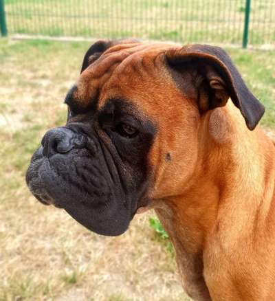 Foto's und Hundemodels-Beitrag-Bild