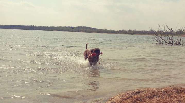 Wir würden gerne unseren oskar ans Wasser gewöhnen ...-Beitrag-Bild