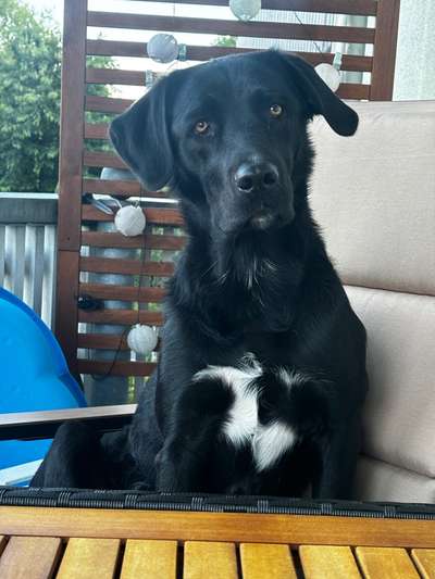 Unsere Fellnasen-Vielfalt im Überblick!-Beitrag-Bild