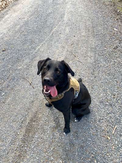 Unsere Fellnasen-Vielfalt im Überblick!-Beitrag-Bild