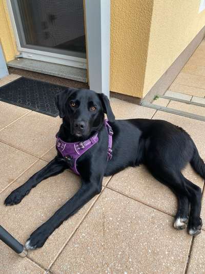 Tipps, Tricks, Klatsch und Tratsch über den Labrador-Beitrag-Bild