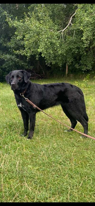 Unsere Fellnasen-Vielfalt im Überblick!-Beitrag-Bild