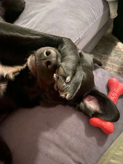 Unsere Fellnasen-Vielfalt im Überblick!-Beitrag-Bild