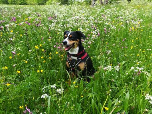 Die Dogorama Monats Challenge "Es grünt und blüht"-Beitrag-Bild