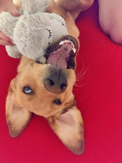 Tipps, Tricks, Klatsch und Tratsch über den Labrador-Beitrag-Bild