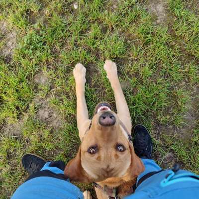Hundetreffen-Suche Gassi-Partner 😊-Bild