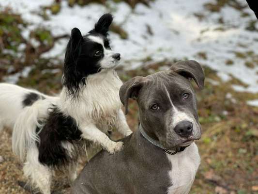 Die Dogorama Kalender Challenge 4/4-Beitrag-Bild