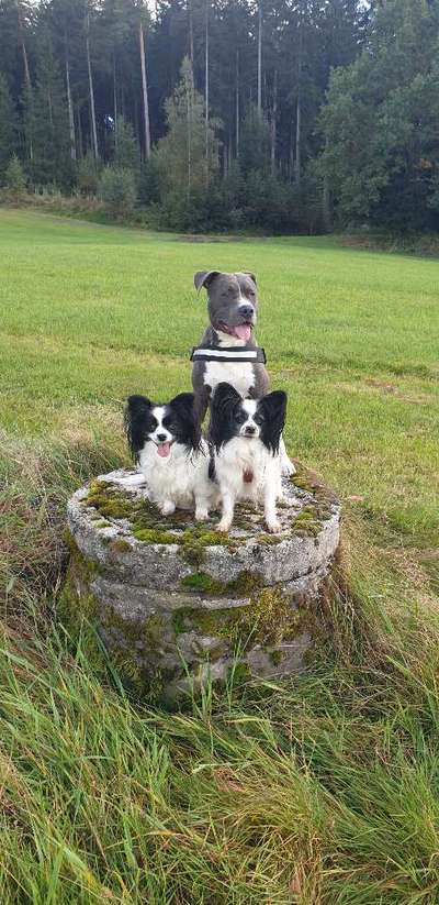 Wo sind die Papillon Besitzer?-Beitrag-Bild