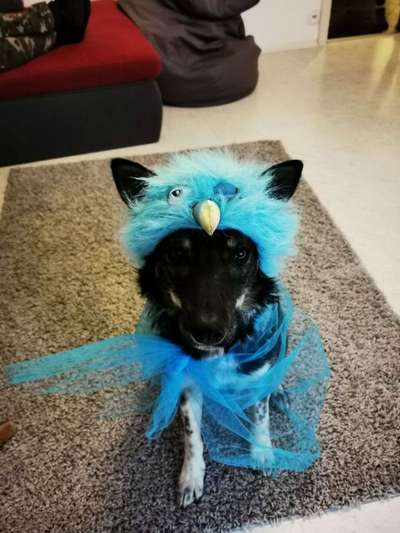 Dein Hund im Dogorama-Kalender 2021-Beitrag-Bild