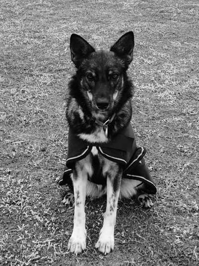 Dein Hund im Dogorama-Kalender 2021-Beitrag-Bild