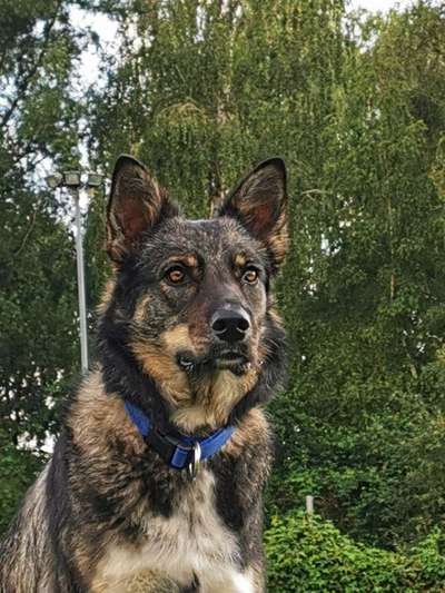 Foto's und Hundemodels-Beitrag-Bild