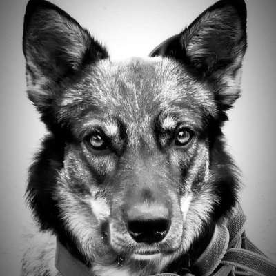 Dein Hund im Dogorama-Kalender 2021-Beitrag-Bild