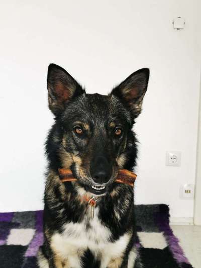 Dein Hund im Dogorama-Kalender 2021-Beitrag-Bild