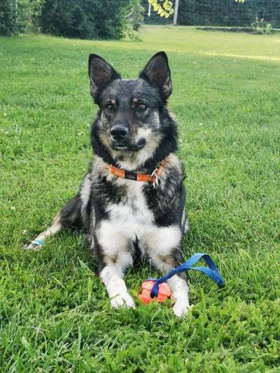 Dein Hund im Dogorama-Kalender 2021-Beitrag-Bild