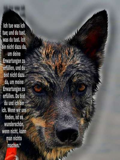 Dein Hund im Dogorama-Kalender 2021-Beitrag-Bild