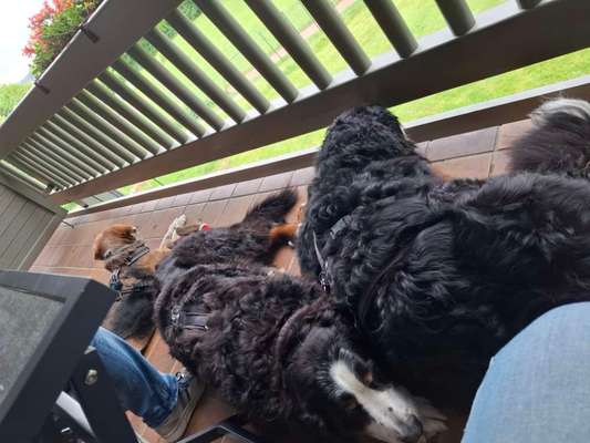 Hund abgegeben, weil Urlaub anstand? Leider kein Witz 😳-Beitrag-Bild