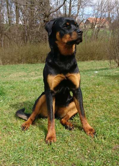 Rottweiler/-Mischlinge-Beitrag-Bild