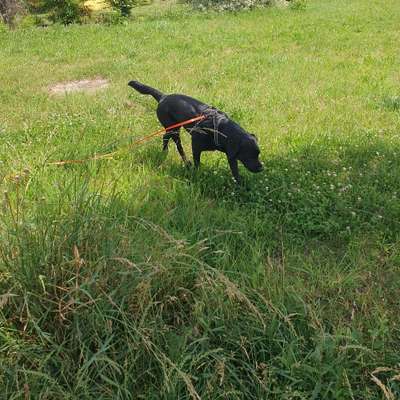 Hundetreffen-Gassirunde/ Spielrunde-Bild