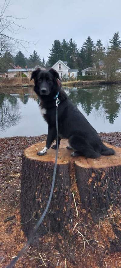 Zeigt mir eure Schäferhund Mischlinge :-)-Beitrag-Bild