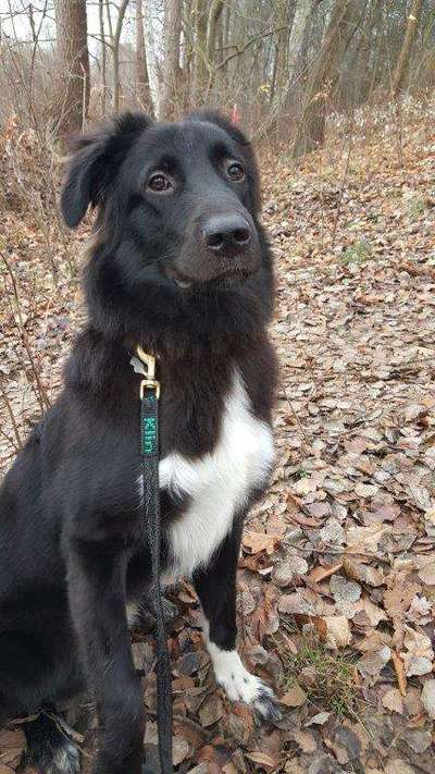 Die besten Hundeblicke 🐾❤️-Beitrag-Bild