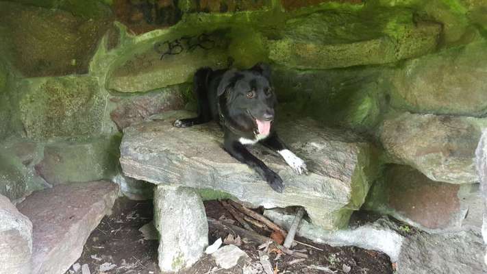 Fotochallenge Nr. 59 - Mein Hund zeigt die Zunge-Beitrag-Bild