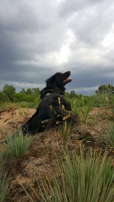 Zeigt mal die schönsten Bilder von euren Hunden !-Beitrag-Bild