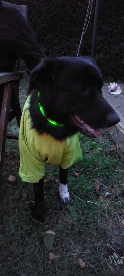 Hier ist der Spaßthread. Zum Schmunzeln und Kaputtlachen-Beitrag-Bild