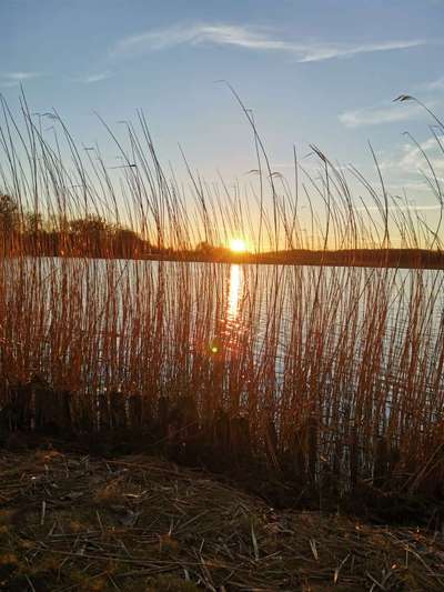Die wunderschöne Welt mit Hund.-Beitrag-Bild