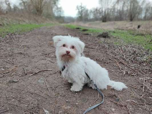 Hundetreffen-Gemeinsames Gassi gehen und spielen-Bild