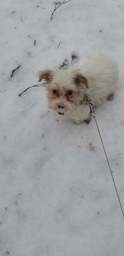 Dogorama Photo Challenge - Es wird nochmal kalt!-Beitrag-Bild