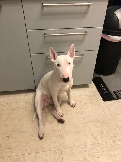 Miniatur Bull Terrier-Beitrag-Bild