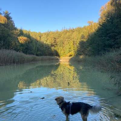 Hundetreffen-Gemeinsam Spazieren gehen-Bild