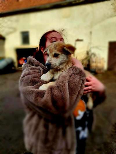 Wie kamst du zu deinem Hund?-Beitrag-Bild