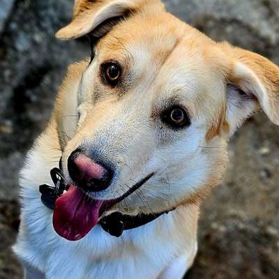 Hundetreffen-Hundefreunde gesucht-Bild